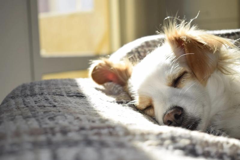 Pet-Friendly Stays for Every Journey