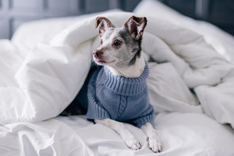 Very Important Pet (VIP)