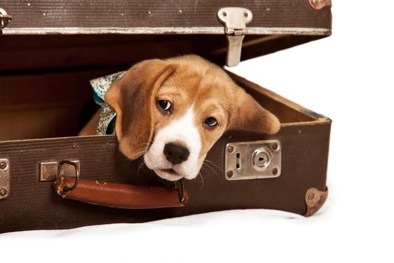 Pet-Friendly Travel Perks