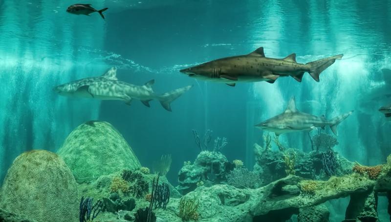 OdySea Aquarium