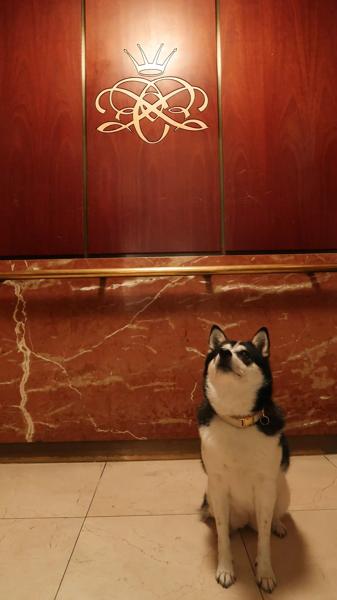 Pet-Friendly hotels