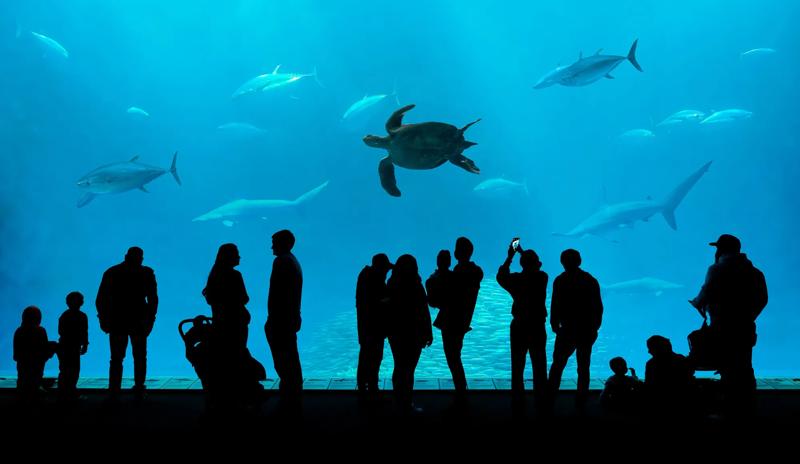 Atlanta Hotel near Georgia Aquarium