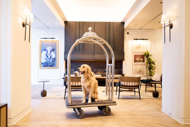 Elevated Stays for Four-Legged Guests