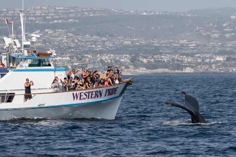 Redondo Beach Whale Watching