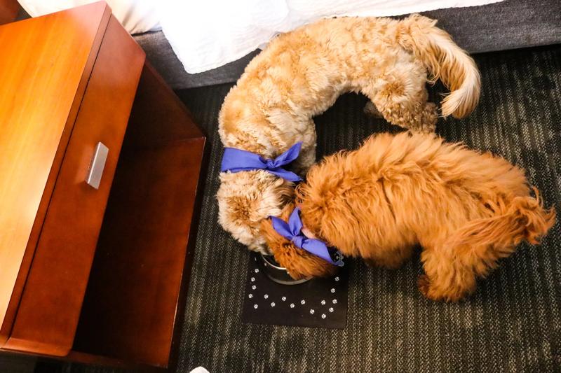 Pet-Friendly Travel Perks