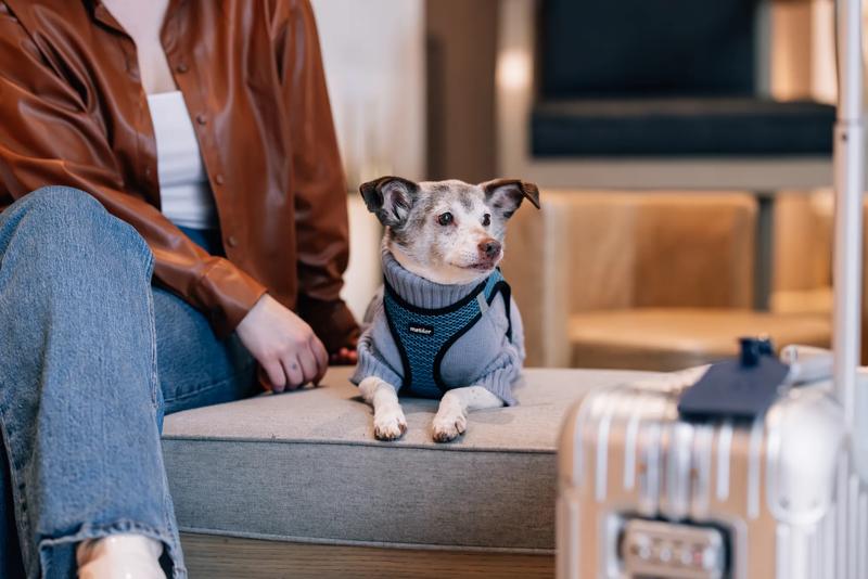 Pet-Friendly Hotels