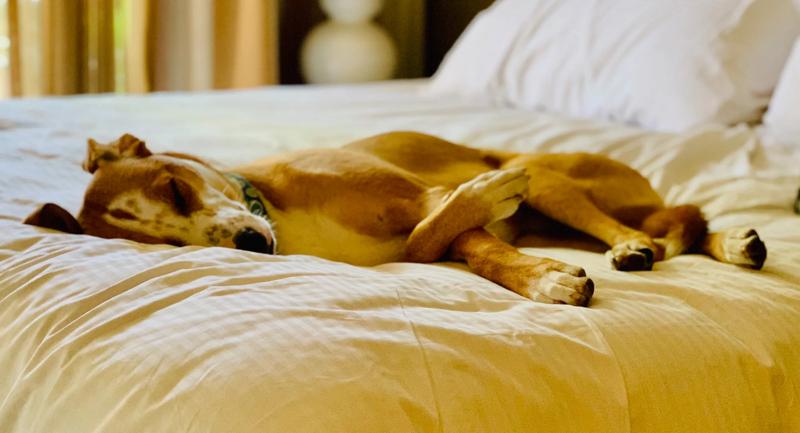 SIH_PurchasedStock_PetFriendly_IMG_0237